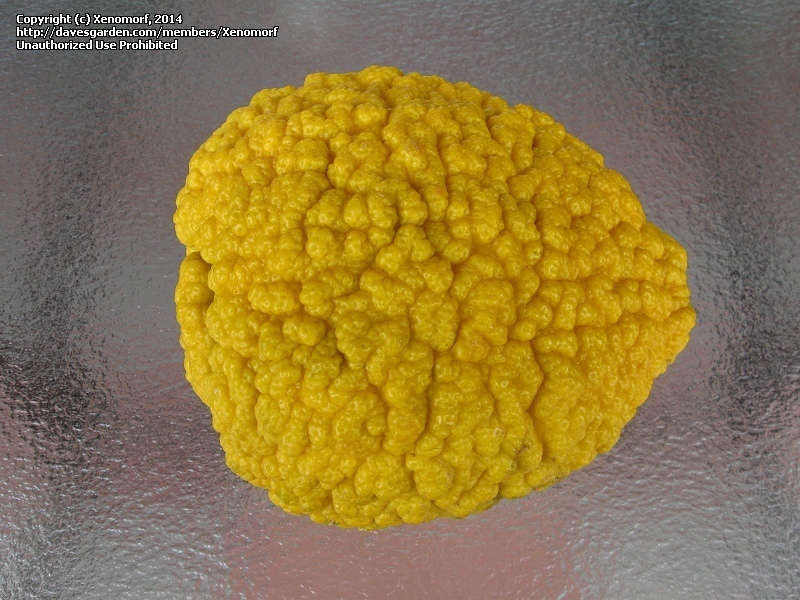 Rough lemon